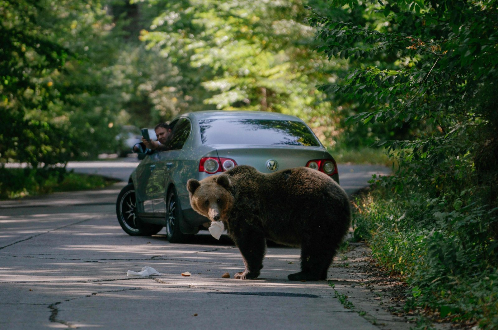 A bear eats a sandwich thrown by a passing driver, while another driver films with his mobile phone, Covasna, Romania, Sept. 29, 2023. (AFP Photo)