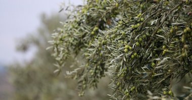 Olive trees are photographed during the second season of harvest in Aliağa, Izmir, western Türkiye, Oct. 18, 2023. (IHA Photo)