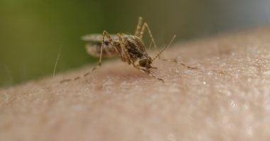 Malaria is transmitted through the bite of female Anopheles mosquitoes infected with the parasite. (Getty Images)