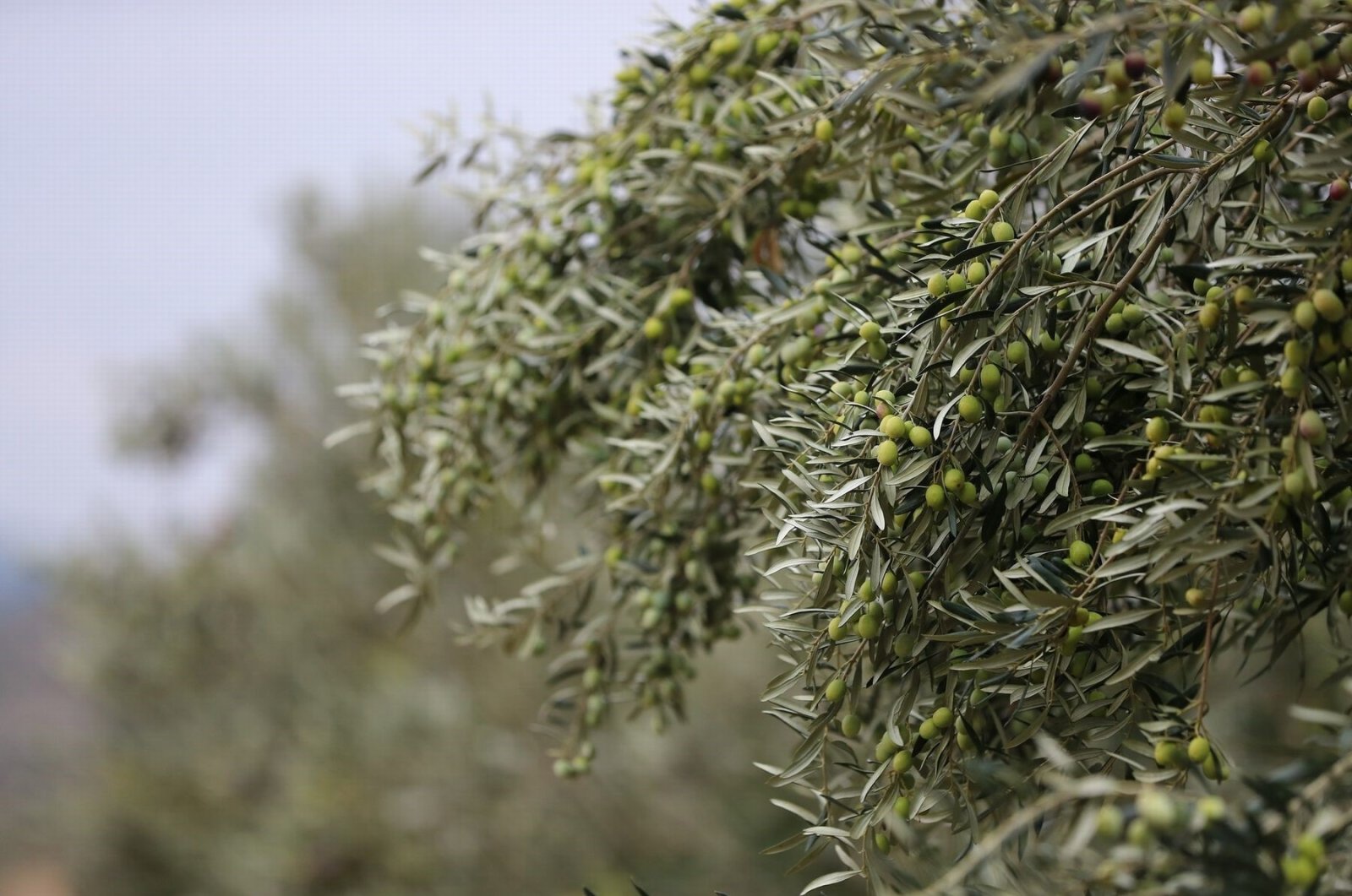 Olive trees are photographed during the second season of harvest in Aliağa, Izmir, western Türkiye, Oct. 18, 2023. (IHA Photo)
