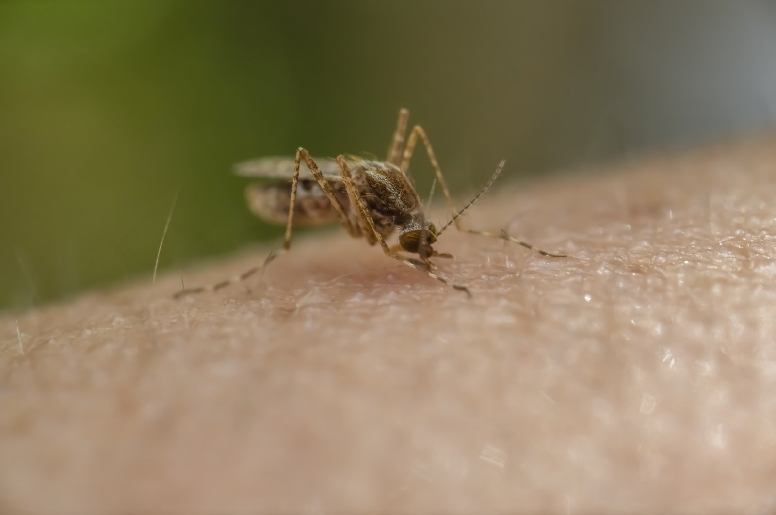 Malaria is transmitted through the bite of female Anopheles mosquitoes infected with the parasite. (Getty Images)