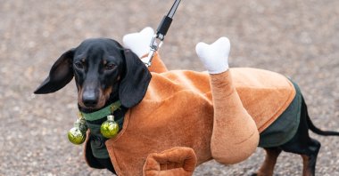 A dachshund dressed as a roast turkey at the annual Hyde Park Sausage Walk in London, U.K., Dec. 19, 2021. (dpa Photo)