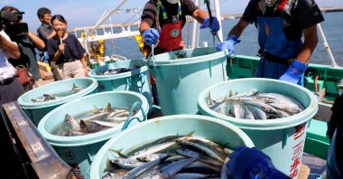 Fishery workers unload seafood caught by offshore fishing trawlers, at Matsukawaura port in Soma, Fukushima prefecture, Japan, Sept. 1, 2023. (AFP Photo)