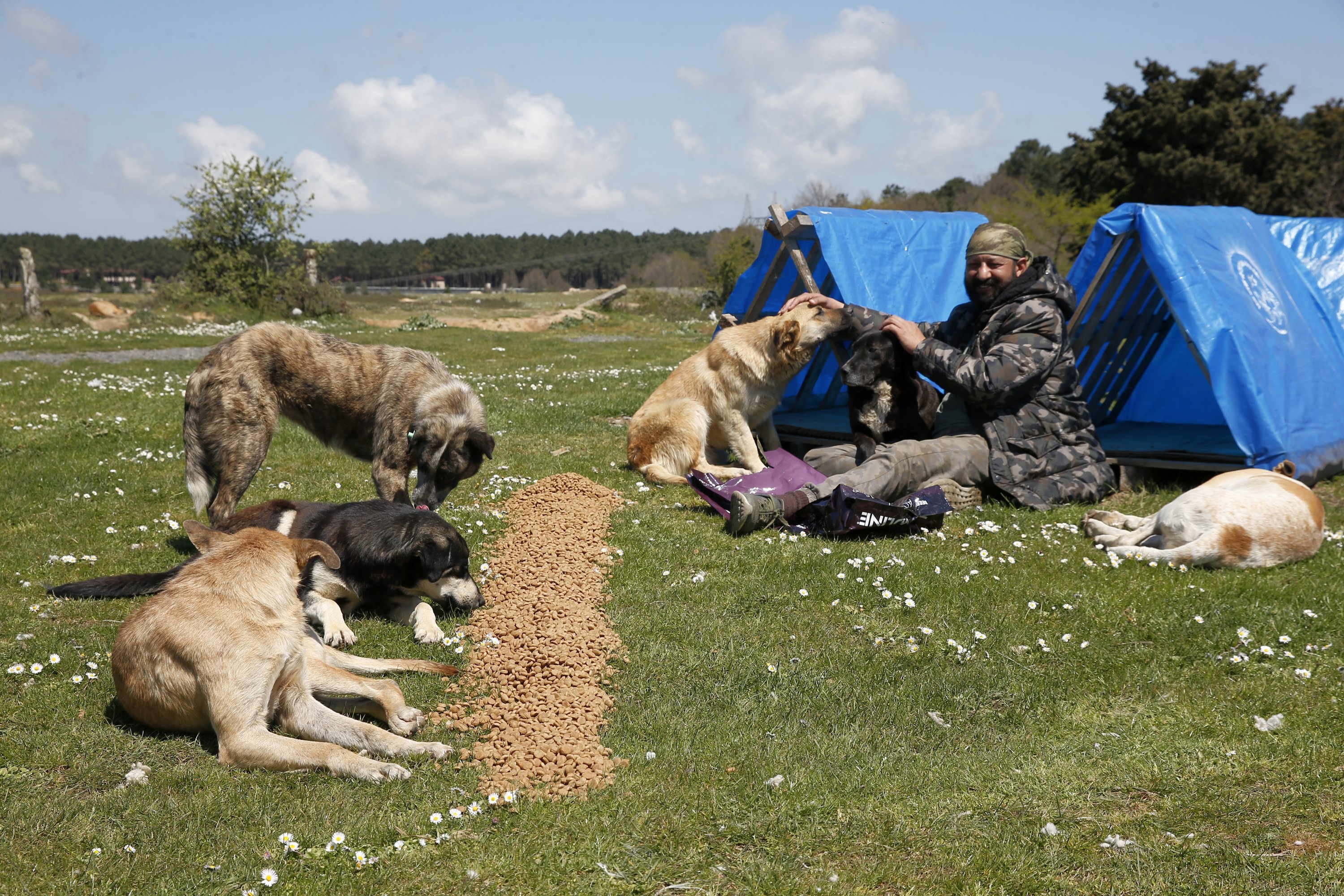 Tugay Abukan, known as 'forest angel', plays with his dogs outside Istanbul, Türkiye, April 16, 2020. (AP Photo)