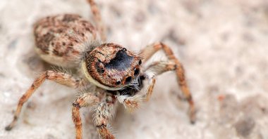 Swiss travelers, driving a rented camper van, braked suddenly to avoid hitting a tarantula as it crossed State Route 190. (Getty Images Photo)