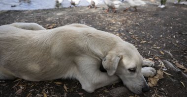 "It might be safe to say that stray dog propblem, which has not yet been completely resolved, is still being debated in Türkiye." (AA Photo)