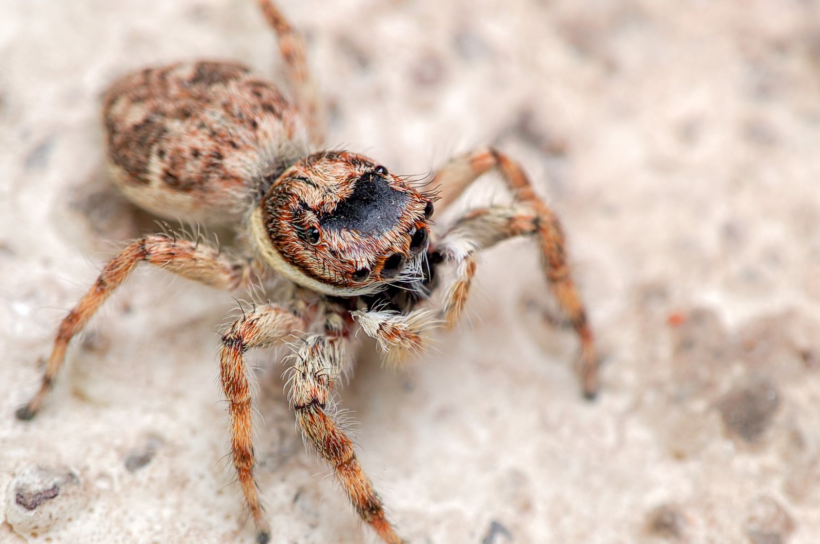 Swiss travelers, driving a rented camper van, braked suddenly to avoid hitting a tarantula as it crossed State Route 190. (Getty Images Photo)