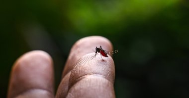 The Aedes albopictus is an epidemiologically important vector for the transmission of many viral pathogens, including the yellow fever virus, dengue fever, and Chikungunya fever. (Getty Images Photo)