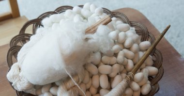 One cocoon can produce silk threads ranging from approximately 900 to 1,500 meters in length, Hatay, Türkiye. (Getty Images Photo)