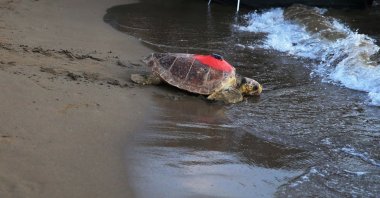 An adult sea turtle with a GPS tracker heads toward the sea after laying her eggs on Iztuzu beach in Muğla&#039;s Ortaca, southern Türkiye, Oct. 29, 2023. (AA Photo)