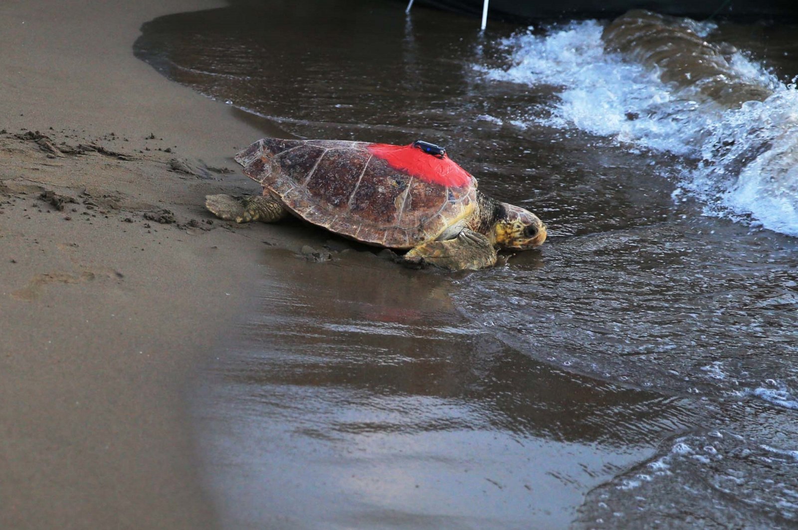An adult sea turtle with a GPS tracker heads toward the sea after laying her eggs on Iztuzu beach in Muğla&#039;s Ortaca, southern Türkiye, Oct. 29, 2023. (AA Photo)
