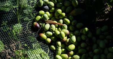 This picture shows olives in a net during the harvest in an olive grove in Imperia, Italy, Nov. 3, 2023. (AFP Photo)
