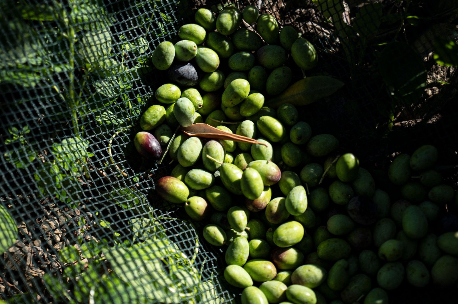 This picture shows olives in a net during the harvest in an olive grove in Imperia, Italy, Nov. 3, 2023. (AFP Photo)