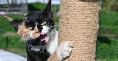 The picture shows a rescued cat at an animal shelter in Taicang, Jiangsu province, China, Nov. 1, 2023. (AFP Photo)