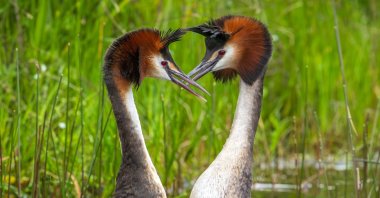 A pair of Australasian crested grebes, known in New Zealand by its Maori name "puteketeke," on Lake Alexandrina in MacKenzie Country, New Zealand's South Island, Dec. 14, 2021. (AFP Handout Photo)