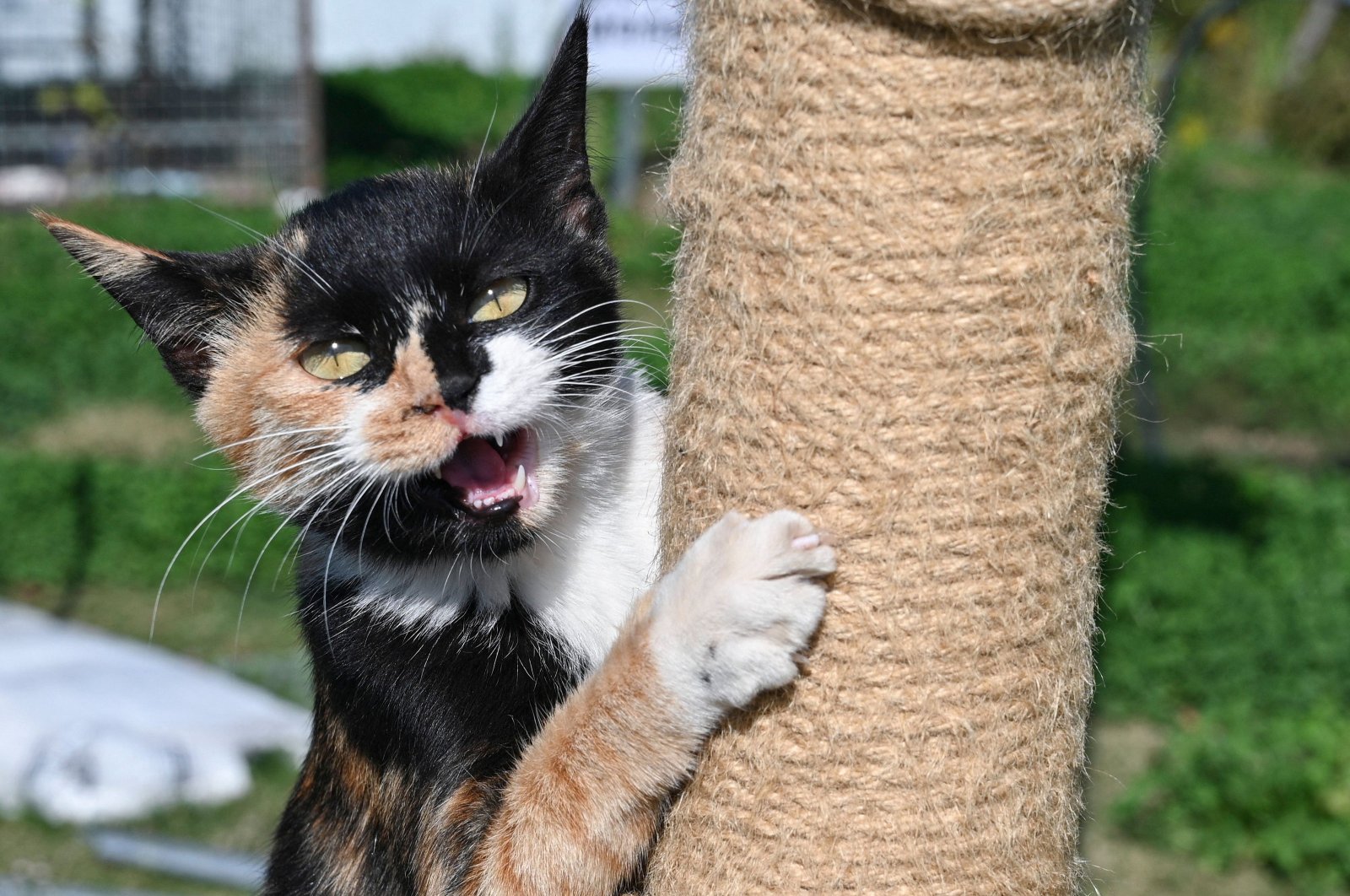 The picture shows a rescued cat at an animal shelter in Taicang, Jiangsu province, China, Nov. 1, 2023. (AFP Photo)