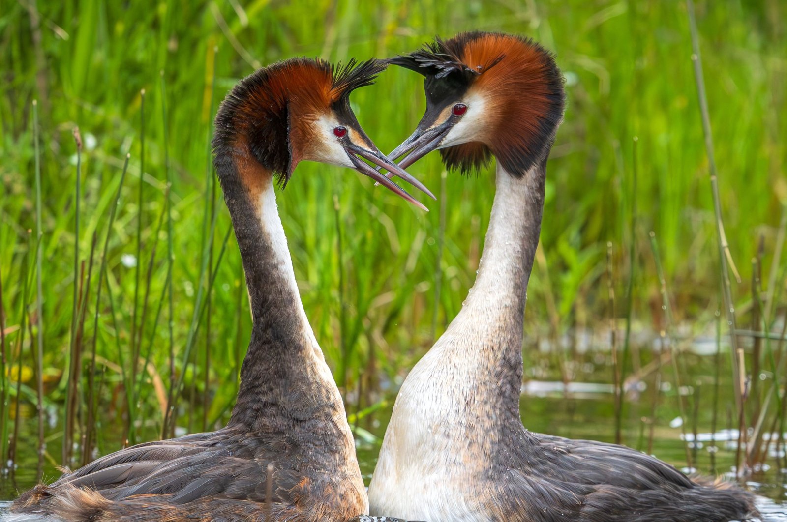 A pair of Australasian crested grebes, known in New Zealand by its Maori name &quot;puteketeke,&quot; on Lake Alexandrina in MacKenzie Country, New Zealand&#039;s South Island, Dec. 14, 2021. (AFP Handout Photo)