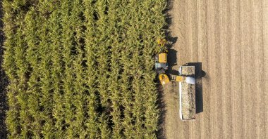 Sugar cane harvester is seen at an undisclosed location in Thailand. (Getty Images Photo)