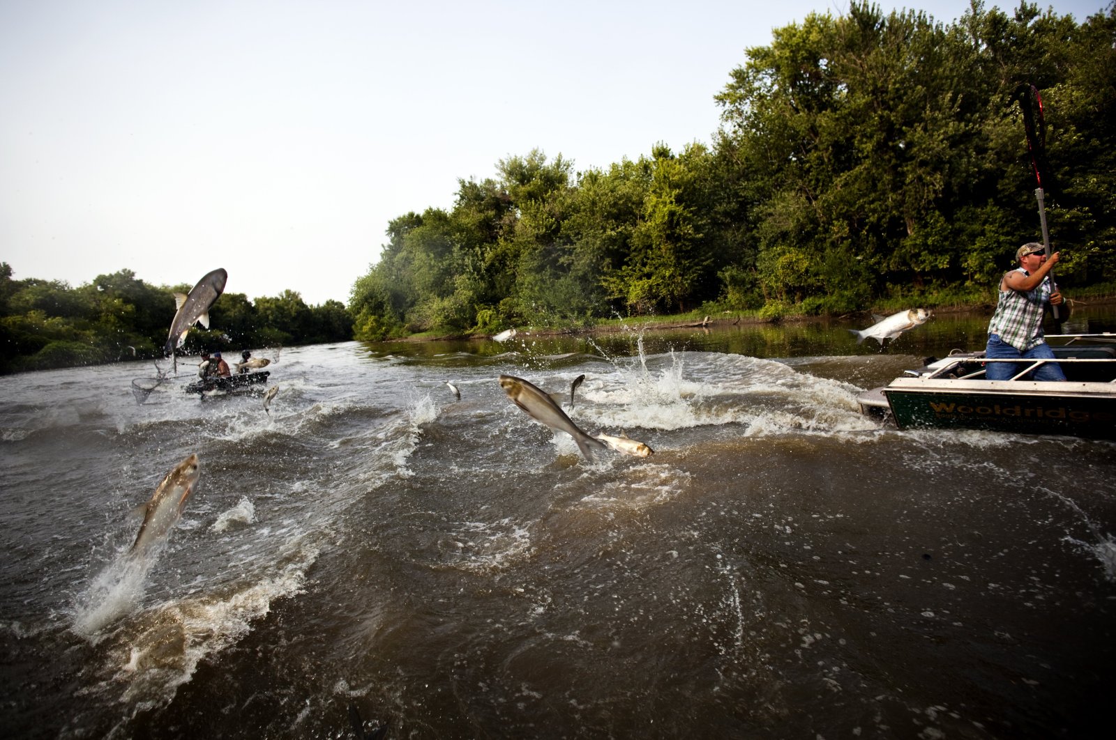 Contestants hang onto the side of their boats with nets extended, hoping to catch flying Asian Carp at the Redneck Fishing contest, Illinois, U.S., Aug. 7, 2010. (Getty Images Photo)