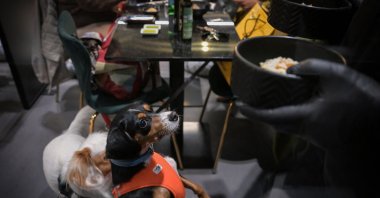 Two dogs wait for their bowls at the Fiuto restaurant in Rome, Italy, Nov. 21, 2023. (AFP Photo)