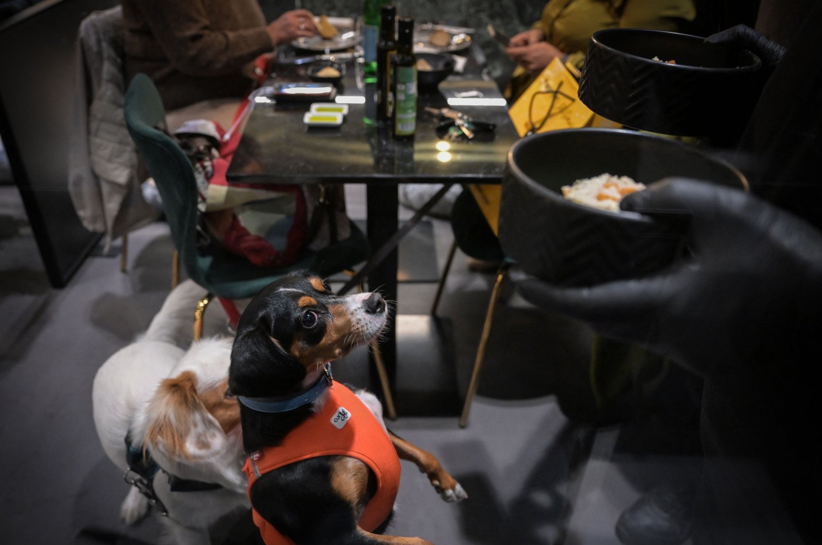 Two dogs wait for their bowls at the Fiuto restaurant in Rome, Italy, Nov. 21, 2023. (AFP Photo)