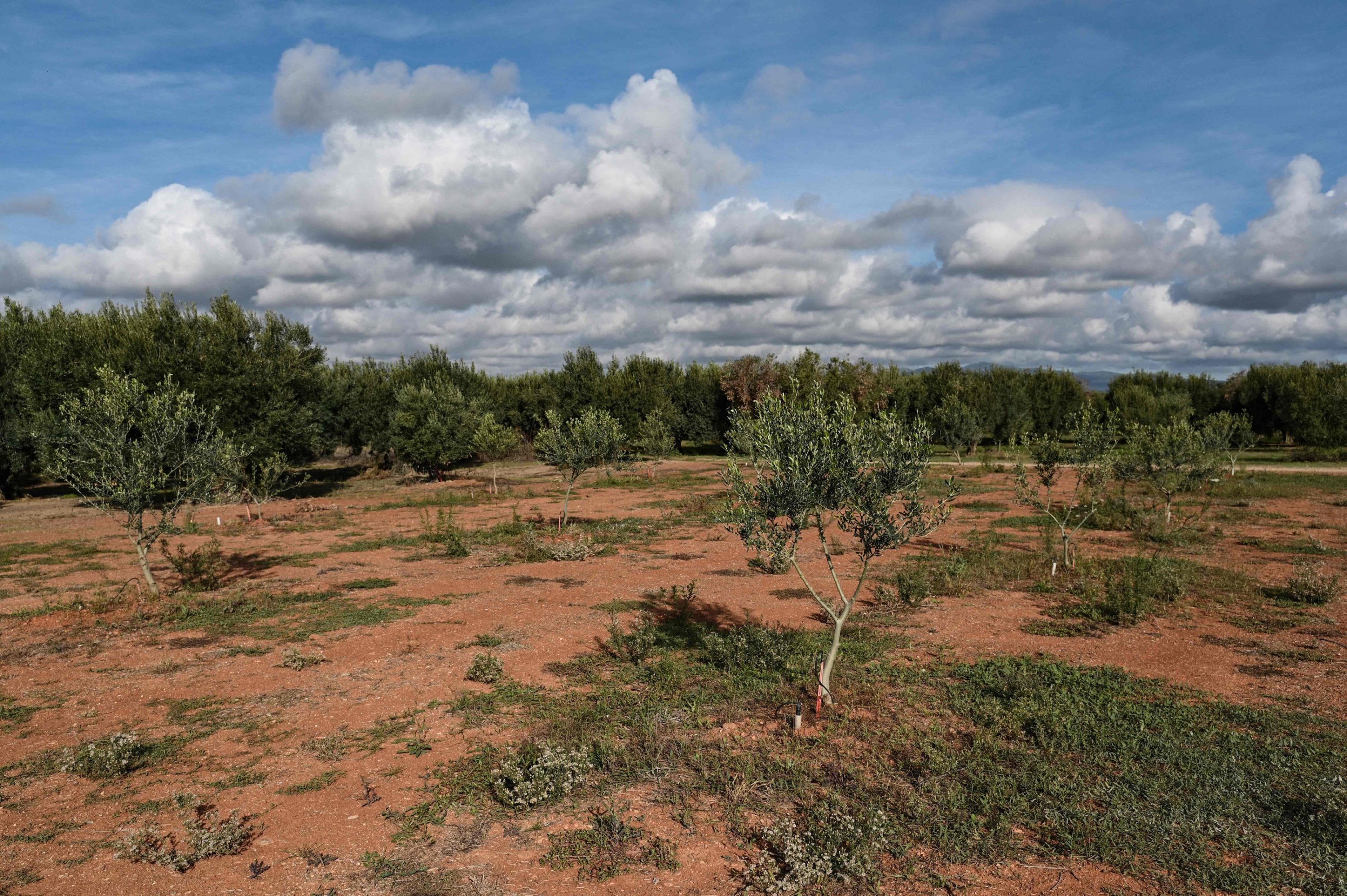 no-longer-winter-at-all-climate-change-hits-greek-olive-crop-daily