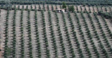 A field with olive trees is seen near the city of Polygyros in the Halkidiki region, Greece, Nov. 14, 2023. (AFP Photo)