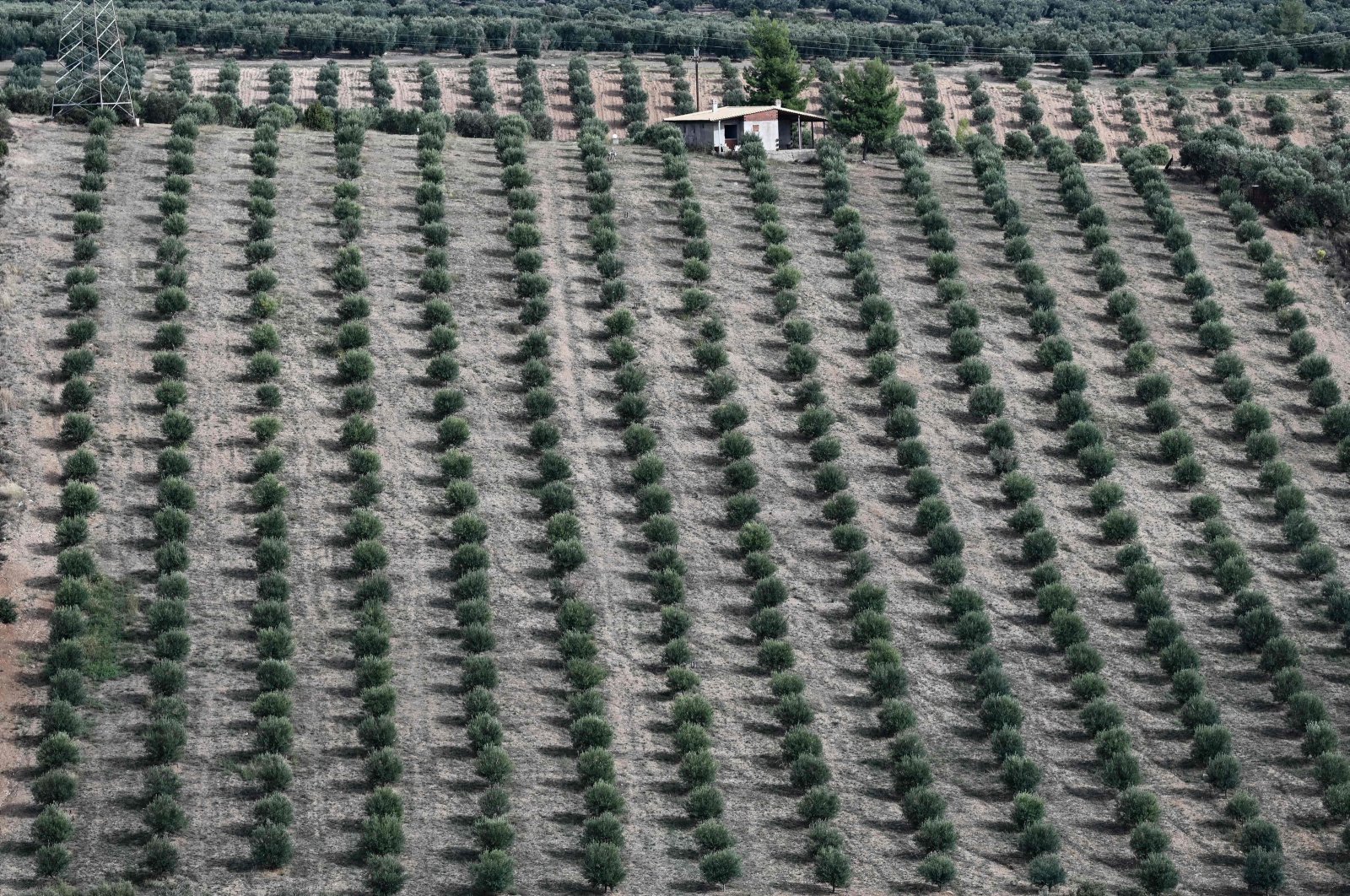 A field with olive trees is seen near the city of Polygyros in the Halkidiki region, Greece, Nov. 14, 2023. (AFP Photo)