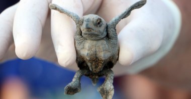 A researcher holds a baby caretta caretta on Belek beach, Antalya, Türkiye, Dec. 4, 2023. (DHA Photo)