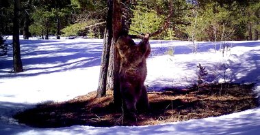 A brown bear is seen playing with a tree, Sarıkamış, Kars, Türkiye, Dec. 05, 2023. (DHA Photo)