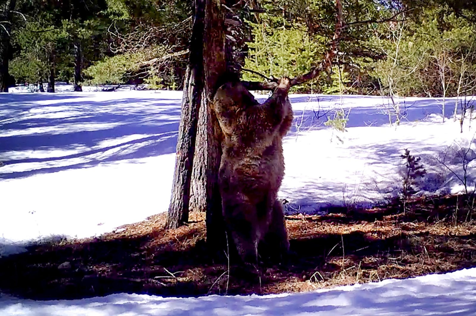 A brown bear is seen playing with a tree, Sarıkamış, Kars, Türkiye, Dec. 05, 2023. (DHA Photo)