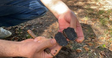 Melanogaster Anatolicus, the new mushroom species found in Isparta, Türkiye, Dec. 6, 2023. (AA Photo)