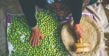 Türkiye's traditional olive cultivation has been added to the UNESCO's List of Intangible Cultural Heritage, Culture and Tourism Minister Mehmet Nuri Ersoy announced on his social media, Ankara, Türkiye, Dec. 5, 2023. (DHA Photo)