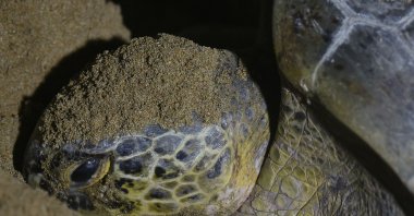 A green turtle lays her eggs on Sandspit Beach, Karachi, Pakistan, Nov. 28, 2023. (AFP Photo)
