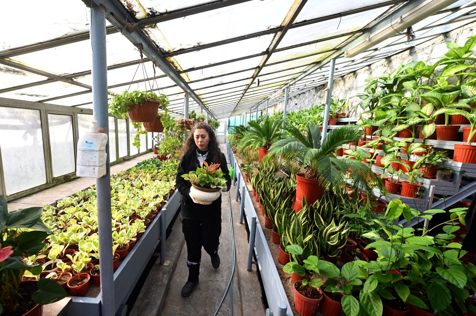 A staff member walks among flowers and plants produced in the greenhouses in the Parliament&#039;s gardens, Ankara, Türkiye, Dec. 7, 2023. (AA Photo)