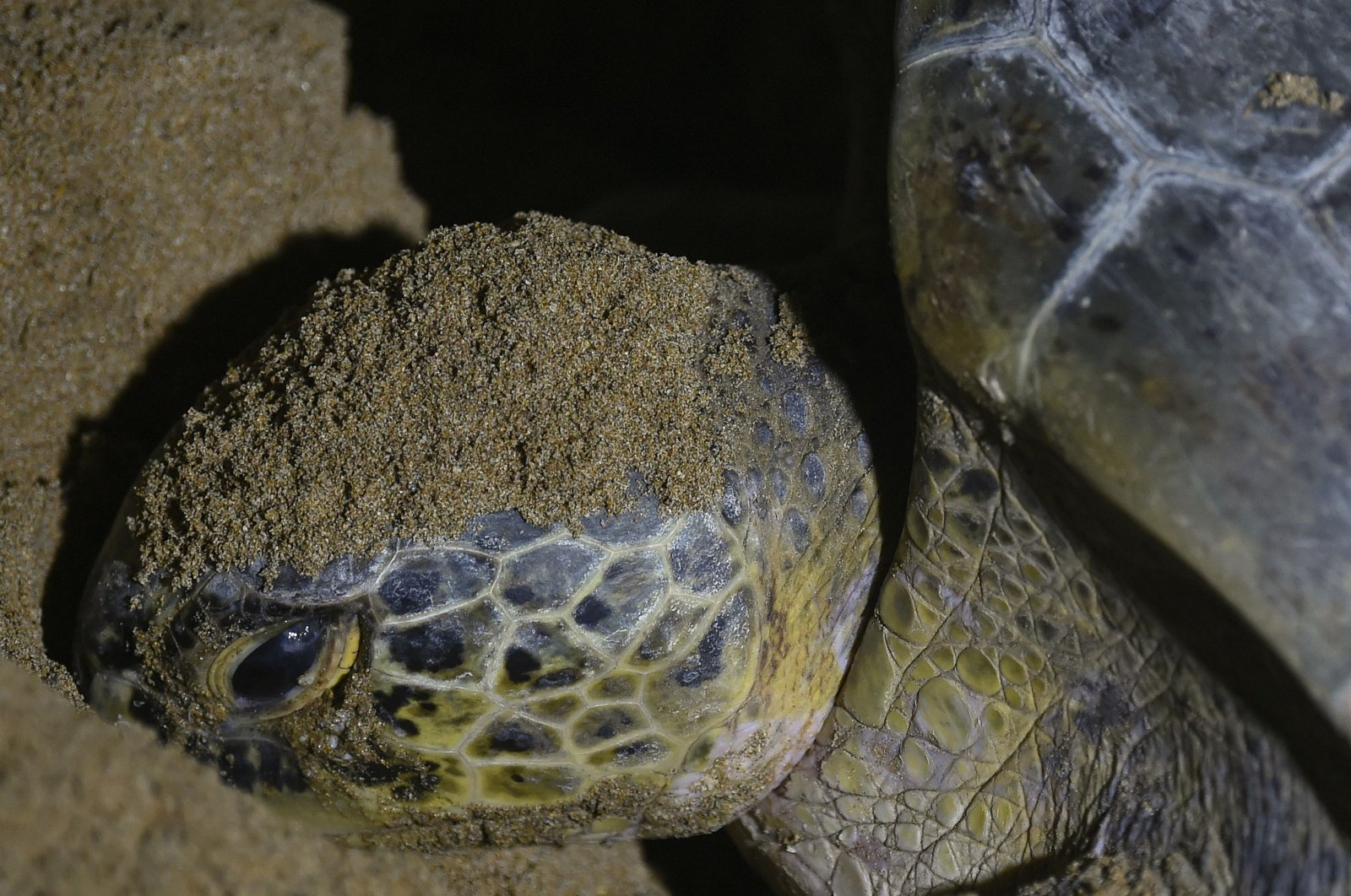A green turtle lays her eggs on Sandspit Beach, Karachi, Pakistan, Nov. 28, 2023. (AFP Photo)