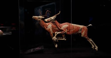 The works displayed in the exhibition were created through the plastination process of deceased animals that died by natural means, Istanbul, Türkiye, Dec. 1, 2023. (Photo courtesy of HUPALUPA Expo)