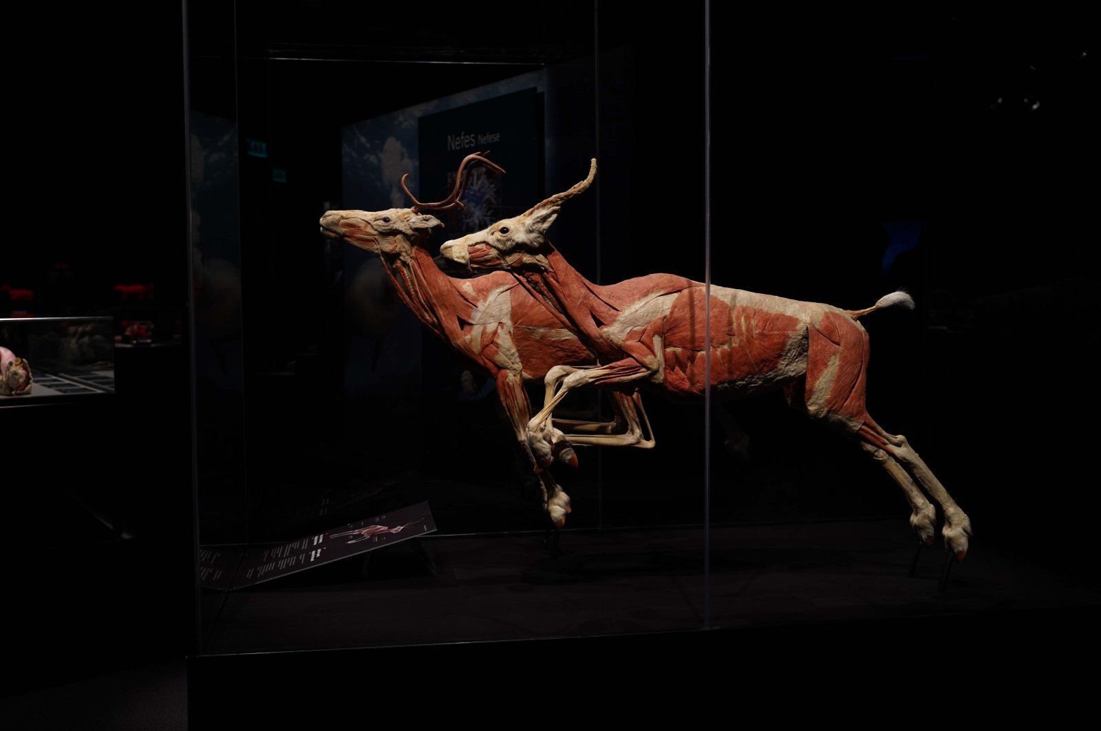 The works displayed in the exhibition were created through the plastination process of deceased animals that died by natural means, Istanbul, Türkiye, Dec. 1, 2023. (Photo courtesy of HUPALUPA Expo)