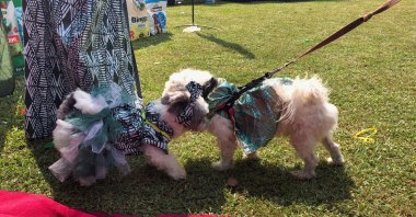 Two dogs dressed in Nigeria's traditional outfit interact with each other during the annual Lagos Dog Carnival, Lagos, Nigeria. Dec. 9, 2023. (Reuters Photo) 