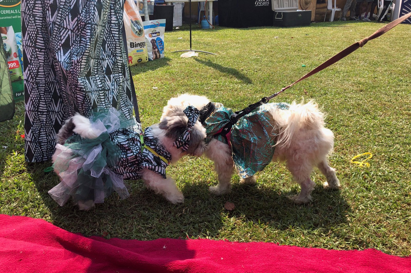 Two dogs dressed in Nigeria&#039;s traditional outfit interact with each other during the annual Lagos Dog Carnival, Lagos, Nigeria. Dec. 9, 2023. (Reuters Photo) 