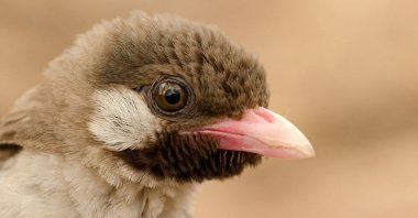 A male Greater Honeyguide is seen in Niassa Special Reserve, Mozambique, in 2013. (AFP Photo)