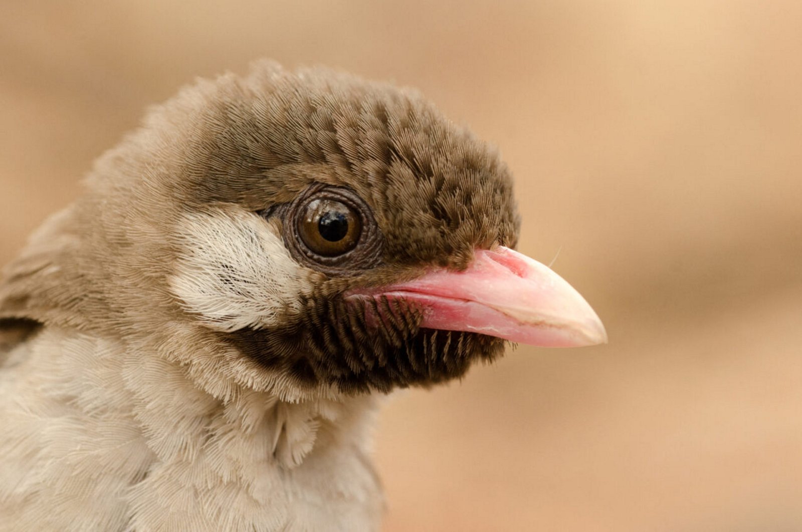 A male Greater Honeyguide is seen in Niassa Special Reserve, Mozambique, in 2013. (AFP Photo)