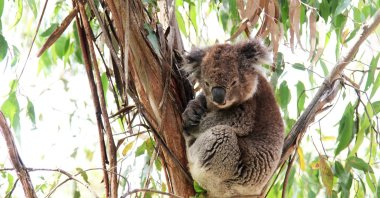 A koala, a predominantly nocturnal species, sits in a tree, Australia, Dec. 19, 2012. (dpa Photo)