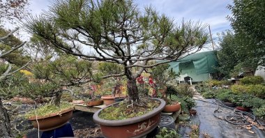 Front view of a bonsai tree in "Yalova Bonsai Musuem", northwestern Türkiye, Dec. 17, 2023. (AA Photo)