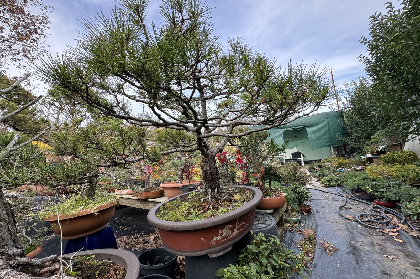 Front view of a bonsai tree in &quot;Yalova Bonsai Musuem&quot;, northwestern Türkiye, Dec. 17, 2023. (AA Photo)