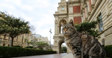 Cats on the streets of Baku, Azerbaijan, March 29, 2020. (Getty Images Photo)