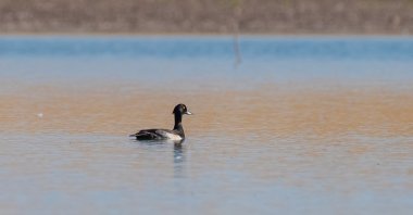 A duck swims in Kabaklı Pond, Diyarbakır, Türkiye, Dec. 16, 2023. (DHA Photo)