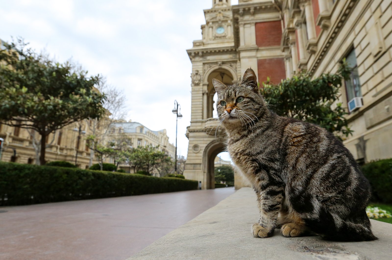 Cats on the streets of Baku, Azerbaijan, March 29, 2020. (Getty Images Photo)