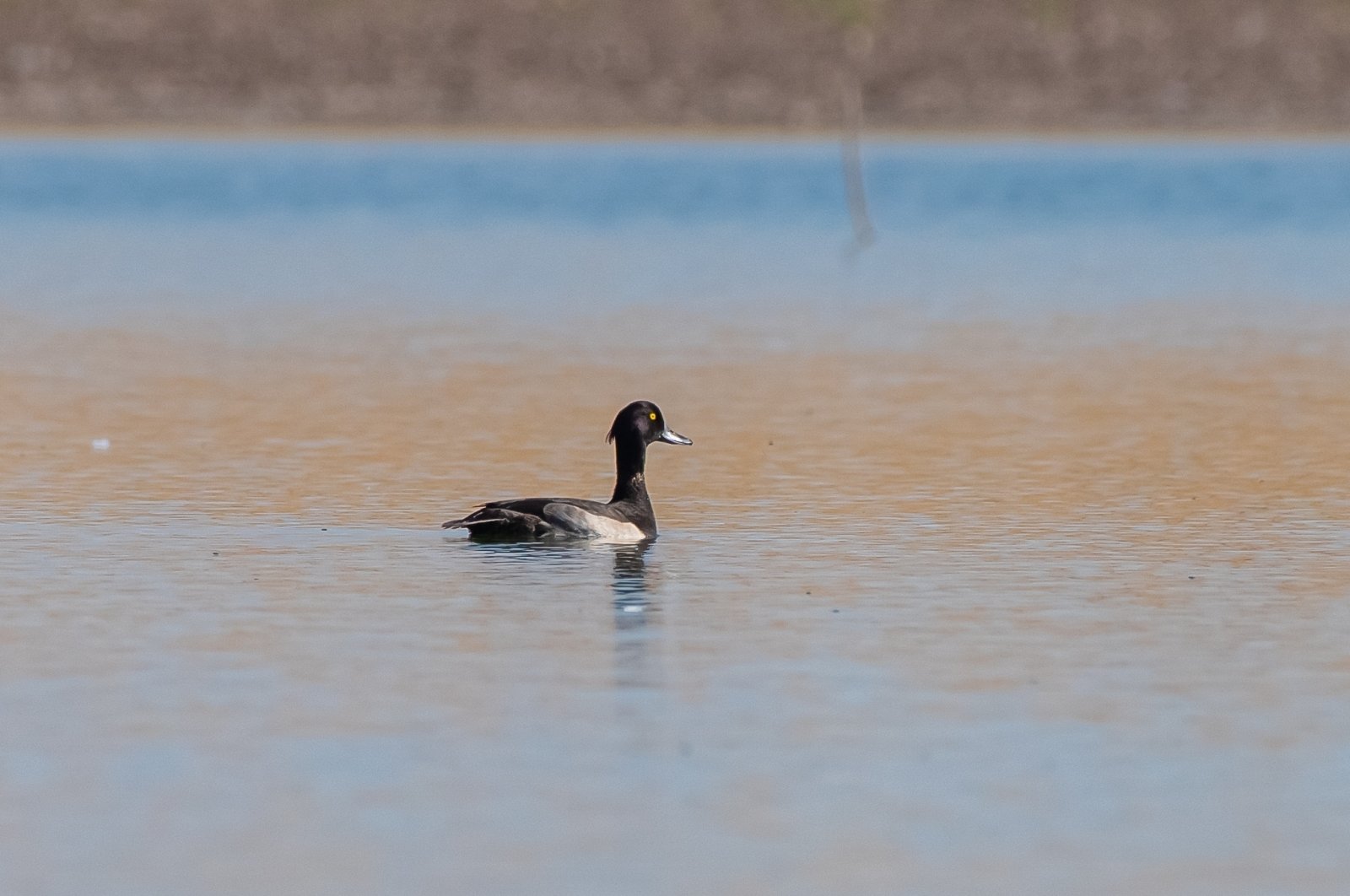 A duck swims in Kabaklı Pond, Diyarbakır, Türkiye, Dec. 16, 2023. (DHA Photo)