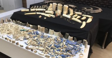 An extensive array of mammoth horns, whale teeth and buffalo horns seized in Istanbul, Türkiye, Dec. 19, 2023. (IHA Photo)